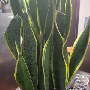 Variegated Snake Plant - Sansevieria laurentii Live Plant - Indoor/Outdoor Succulent - Image 1