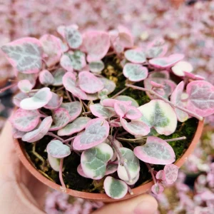 Variegated String of Hearts Live Plant – 4 inch Pot – VSOH VSOP – Indoor Trailing Succulent - Image 2