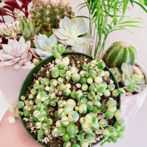 Variegated String of Hearts Live Plant – 4 inch Pot – VSOH VSOP – Indoor Trailing Succulent - Image 3