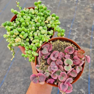 Variegated String of Hearts Live Plant – 4 inch Pot – VSOH VSOP – Indoor Trailing Succulent - Image 1