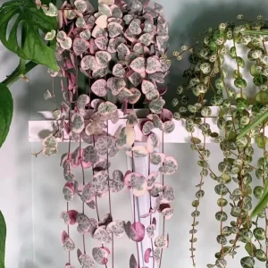 Variegated String of Hearts Live Plant 6" Pot - Trailing Succulent Vine Cream Pink - Image 2