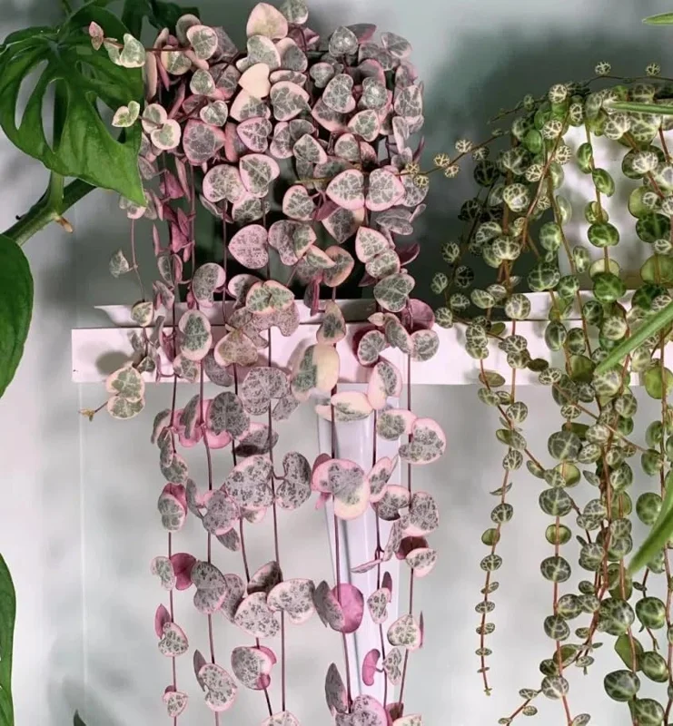 Variegated String of Hearts Live Plant 6" Pot - Trailing Succulent Vine Cream Pink - Image 2
