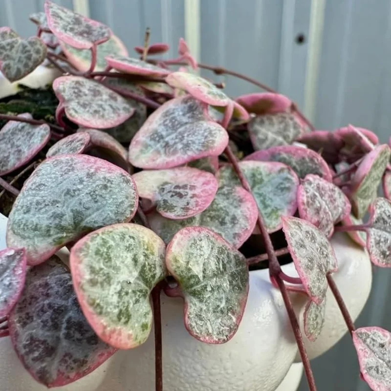 Variegated String of Hearts Live Plant 6" Pot - Trailing Succulent Vine Cream Pink - Image 3
