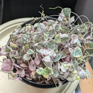 Variegated String of Hearts Live Plant 6
