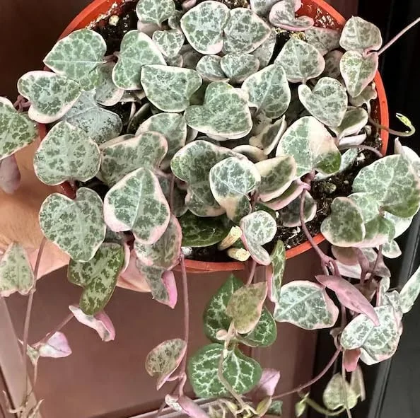 Variegated String of Hearts Live Plant 6" Pot - Trailing Succulent Vine Cream Pink - Image 6