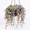 Variegated String of Hearts Live Plant 6" Pot - Trailing Succulent Vine Cream Pink - Image 1