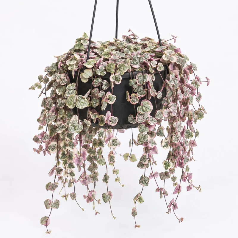 Variegated String of Hearts Live Plant 6" Pot - Trailing Succulent Vine Cream Pink - Image 1