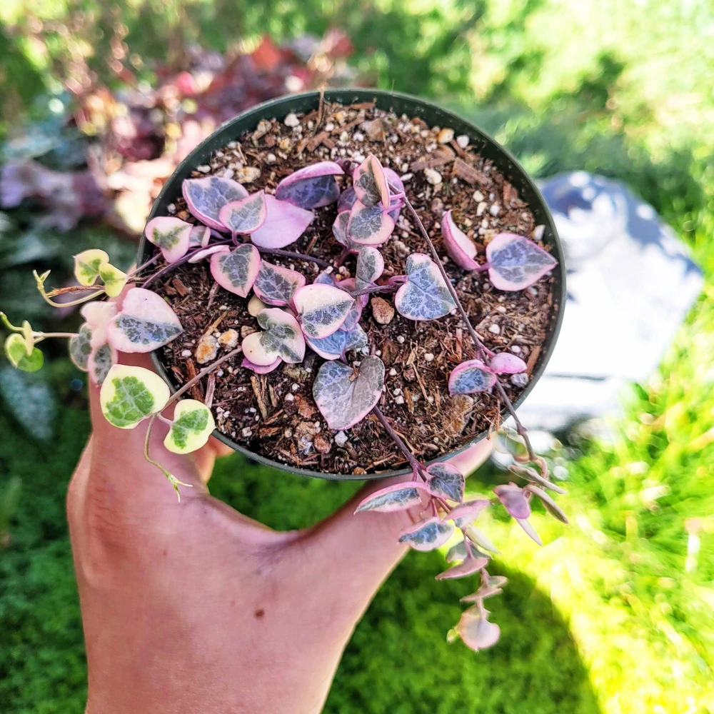 Variegated String of Hearts Live Plant – Ceropegia Woodii – 4 inch Pot – Trailing Succulent - Image 2