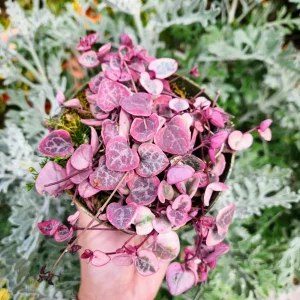Variegated String of Hearts Live Plant – Ceropegia Woodii – 2