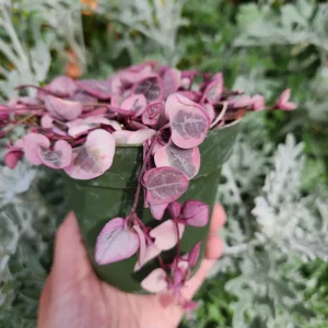 Variegated String of Hearts Live Plant – Ceropegia Woodii – Rosary Vine – 2 inch or 4 inch Pot – Indoor Trailing Plant - Image 2