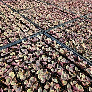 Variegated String of Hearts Live Plant, Ceropegia Woodii, Rosary Vine, 2 inch or 4 inch pot, Indoor Trailing Plant - Image 2