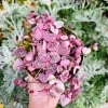 Variegated String of Hearts Live Plant – Ceropegia Woodii – Rosary Vine – 2 inch or 4 inch Pot – Indoor Trailing Plant - Image 1
