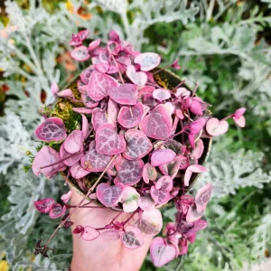 Variegated String of Hearts Live Plant – Ceropegia Woodii – Rosary Vine – 2 inch or 4 inch Pot – Indoor Trailing Plant - Image 1