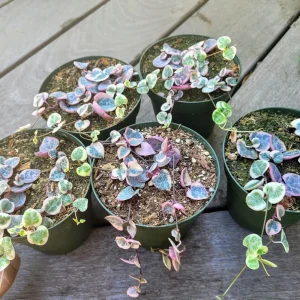 Variegated String of Hearts Live Plant – Ceropegia Woodii – 4 inch Pot – Trailing Succulent - Image 3