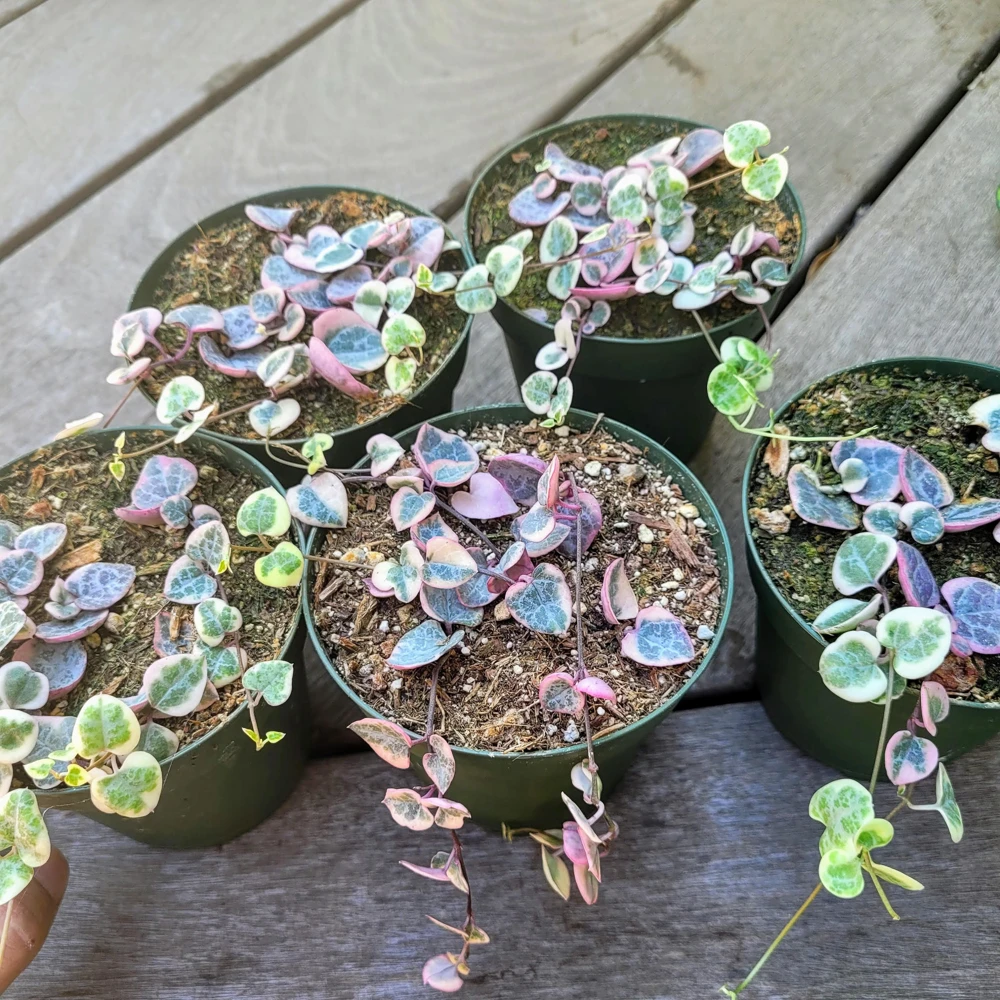 Variegated String of Hearts Live Plant – Ceropegia Woodii – 4 inch Pot – Trailing Succulent - Image 3