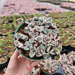 Variegated String of Hearts Live Plant, Ceropegia Woodii, Rosary Vine, 2 inch or 4 inch pot, Indoor Trailing Plant - Image 3