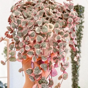 Variegated String of Hearts Live Plant – Ceropegia Woodii – Rosary Vine – 2 inch or 4 inch Pot – Indoor Trailing Plant - Image 3