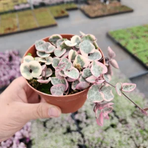 Variegated String of Hearts Live Plant, Ceropegia Woodii, Rosary Vine, 2 inch or 4 inch pot, Indoor Trailing Plant - Image 4