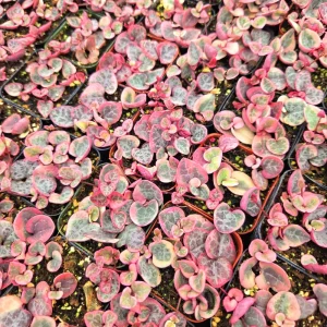 Variegated String of Hearts Live Plant – Ceropegia Woodii – Rosary Vine – 2 inch or 4 inch Pot – Indoor Trailing Plant - Image 5