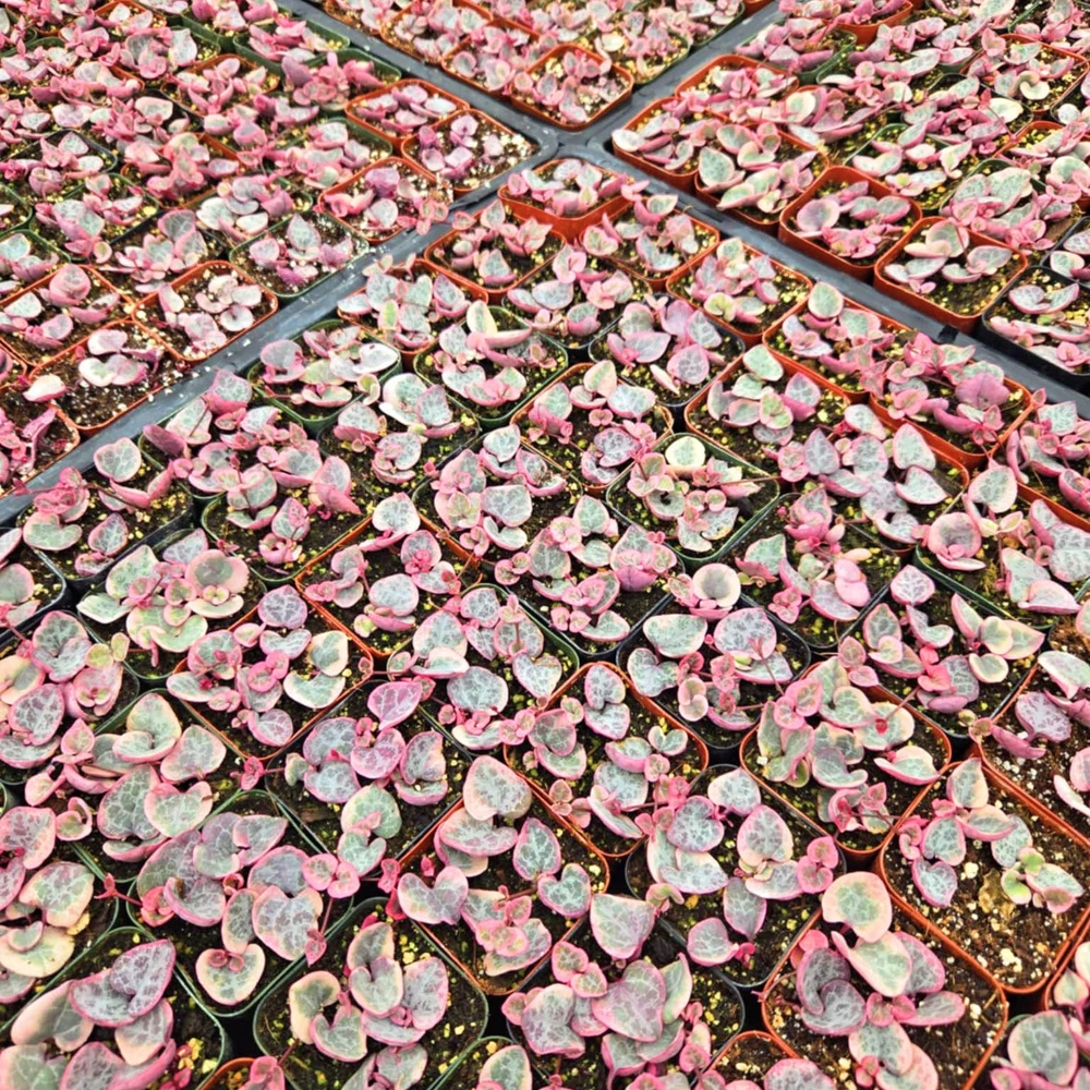 Variegated String of Hearts Live Plant – Ceropegia Woodii – 2" or 4" Pot – Indoor - Image 5