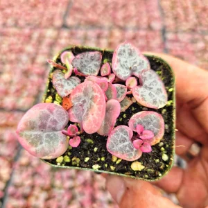 Variegated String of Hearts Live Plant – Ceropegia Woodii – Rosary Vine – 2 inch or 4 inch Pot – Indoor Trailing Plant - Image 6