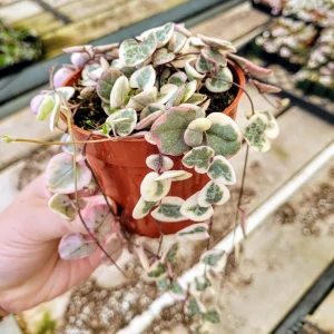 Variegated String of Hearts Live Plant – Ceropegia Woodii – 4 inch Pot – Trailing Succulent - Image 1