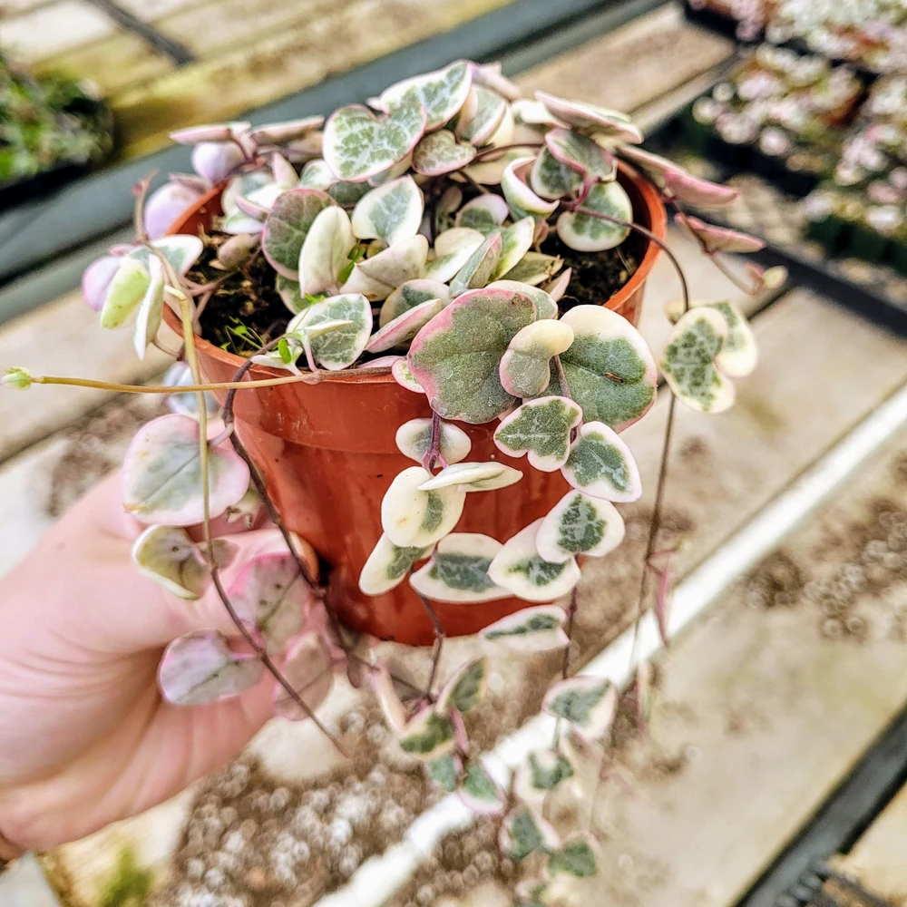 Variegated String of Hearts Live Plant – Ceropegia Woodii – 4 inch Pot – Trailing Succulent - Image 1