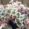 Variegated String of Hearts Live Plant, Ceropegia Woodii, Rosary Vine, 2 inch or 4 inch pot, Indoor Trailing Plant - Image 1