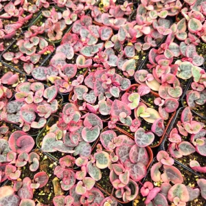 Variegated String of Hearts Live Plant – Ceropegia Woodii – 2