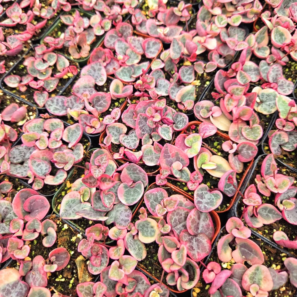 Variegated String of Hearts Live Plant – Ceropegia Woodii – 2" or 4" Pot – Indoor - Image 1
