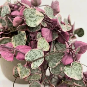 Variegated String of Hearts Live Plant - Trailing Succulent 2
