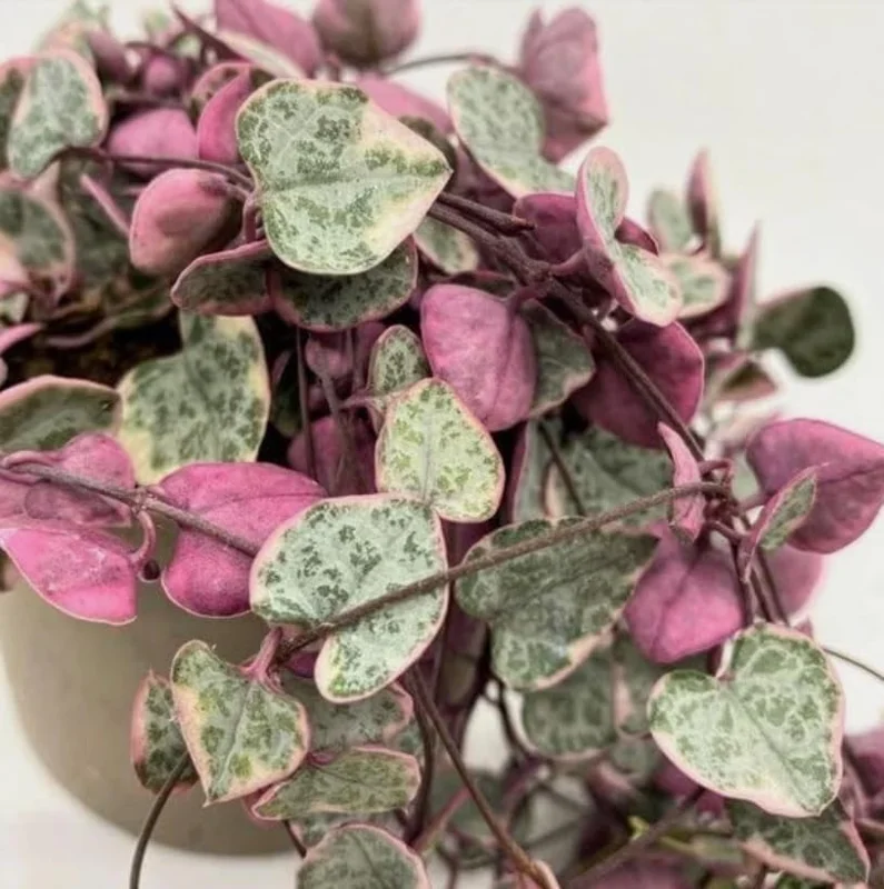 Variegated String of Hearts Live Plant - Trailing Succulent 2" Pot - Image 3
