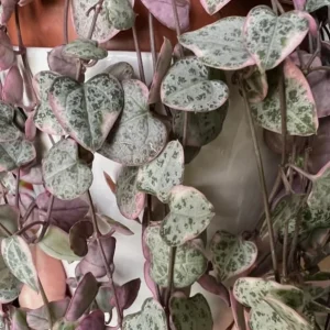 Variegated String of Hearts Live Plant - Trailing Succulent 2