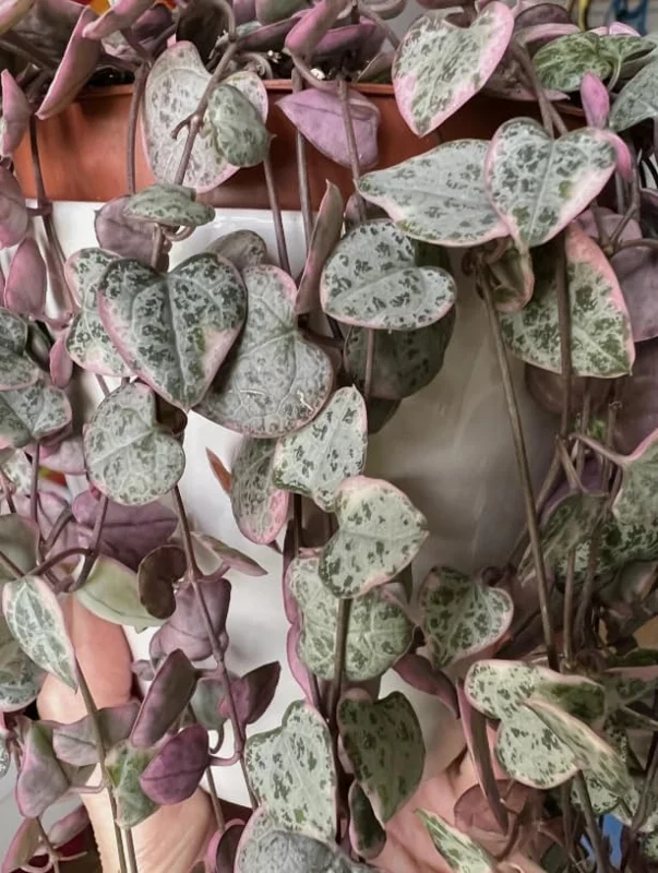 Variegated String of Hearts Live Plant - Trailing Succulent 2" Pot - Image 4