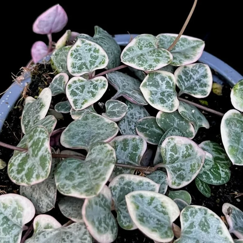 Variegated String of Hearts Live Plant - Trailing Succulent 2" Pot - Image 5