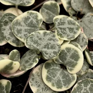 Variegated String of Hearts Live Plant - Trailing Succulent 2