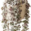 Variegated String of Hearts Live Plant - Trailing Succulent 2" Pot - Image 1