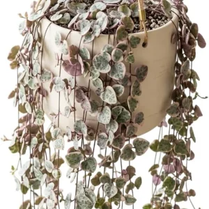 Variegated String of Hearts Live Plant - Trailing Succulent 2