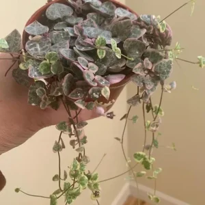 Variegated String of Hearts Live Plant – Trailing Succulent – 4