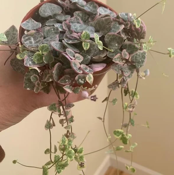 Variegated String of Hearts Live Plant – Trailing Succulent – 4" Pot – Indoor - Image 7