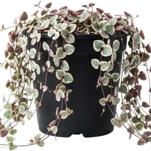 Variegated String of Hearts Live Plant – Trailing Succulent – 4" Pot – Indoor - Image 1