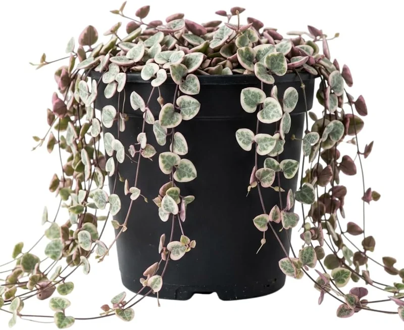 Variegated String of Hearts Live Plant – Trailing Succulent – 4" Pot – Indoor - Image 1