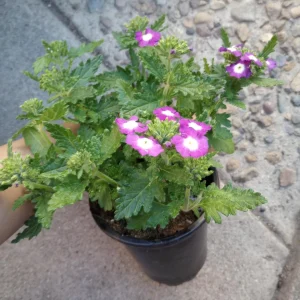 Verbena Live Plant – Vibrant Flowers – 6 inch Pot – Outdoor Garden - Image 7