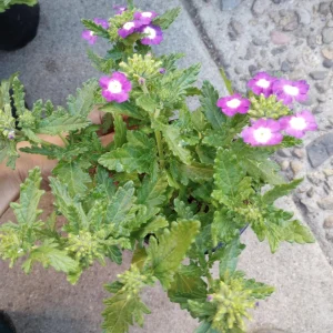 Verbena Live Plant – Vibrant Flowers – 6 inch Pot – Outdoor Garden - Image 8