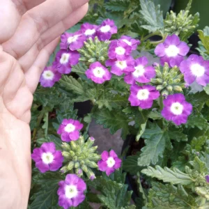 Verbena Live Plant – Vibrant Flowers – 6 inch Pot – Outdoor Garden - Image 1