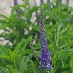 Veronica Ronica Blue Purple Speedwell Live Starter Plant 2.5