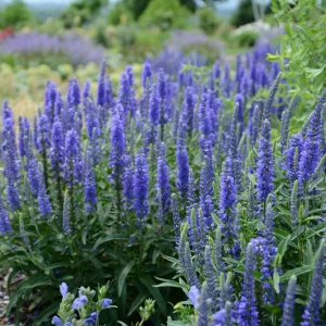 Veronica Ronica Blue Purple Speedwell Live Starter Plant 2.5