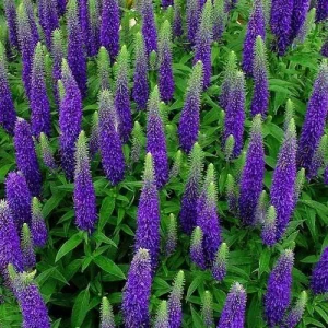 Veronica Ronica Blue Purple Speedwell Live Starter Plant 2.5