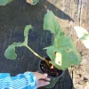 Victoria Rhubarb Live Plant - 2 Plants in One 6 Inch Pot - Edible Perennial - Image 1