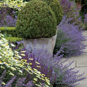 Walker's Low Catmint Live Plant - Nepeta x faassenii - 2.5